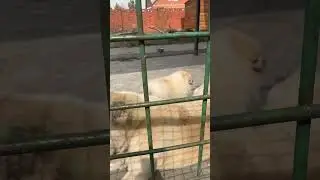 Пока Дива закрытая кушает,ребятушки расслабляются😊🫣#лгбтшники