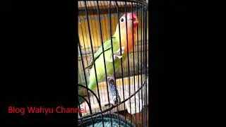 Nice, the sing of lovebird so long