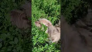 Собака любит чернику.