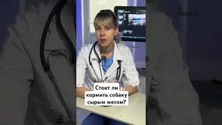 Стоит ли кормить собаку сырым мясом? Плюсы и минусы сырого питания для собак.