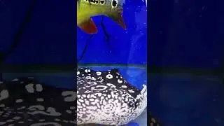 Скат на птичем рынке за 300 тыс руб