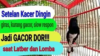 Setelan Kacer Dingin agak giras, kurang gacor, slow respon Jadi Gacor Dor!!