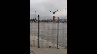 cat #viral #viralvideo #shorts #short #shortvideo #trending #keşfet #trend