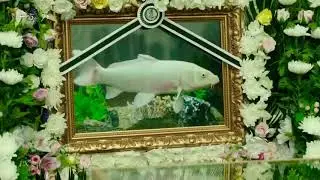 Смешной и крутой момент из дорамы «Изящная семья»