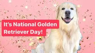 Cute Golden Retriever compilation- National Golden Retriever Day! @ladyhoneythegolden