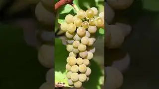 Muscaris Rebsorte Porträt | Piwi Weintraube