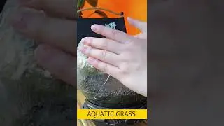 Aquatic grass and ornamental fish hight # 56