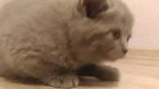 Ксюша с котятами бегаем кошка кошка и котята