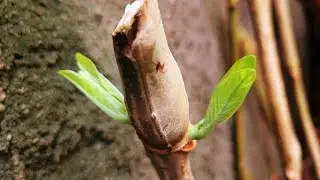 ESTACAS de Justicia Vermelhas em BROTAÇÃO... 😍🌱