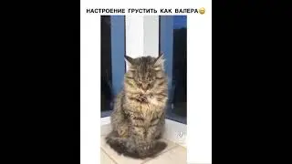 Настроение Валера 🐱🐱🐱