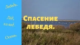 Спасение лебедя