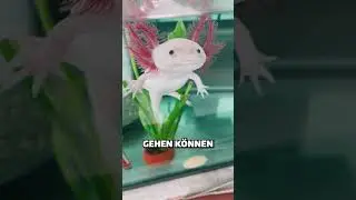 Wasser Eidechsen der Sonderklasse