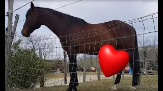 Horse Erection - HD video