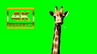 Add a Giraffe to Your Videos with Green Screen 