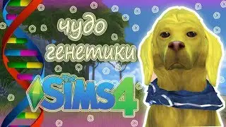 ЧУДО ГЕНЕТИКИ, #1 - ПИТОМЦЫ