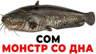CATFISH: FEELS YOU FROM 100 METERS AWAY — 50 facts about the monster at the bottom!