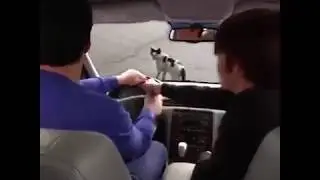Drake y Josh atropellan a un gato