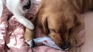 Floppy Fish Dog Toy - Realistic Interactive Funny Dog Toy