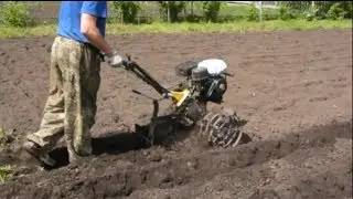 Planting potatoes with a walk-behind tractor