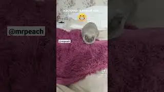 кастрированный кот 🐈 #кот #cat #смешные #тикток #shorts