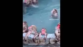 Кайфуша в Бассейне