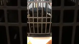 Cat needs a check up 🙏✅