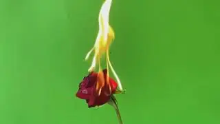 FIRE ROSE TEMPLATE | NEW BLACK SCREEN EFFECT | DOWNLOAD