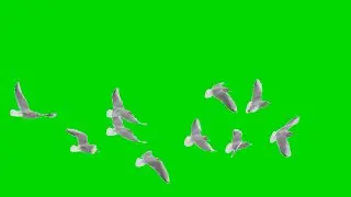 birds green screen video - download Free Download