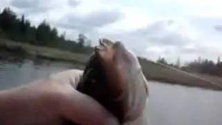 Язь - Рыба Моей Мечты (Kǻɛłęłąƺ﻿ śǻŧjęƺ)