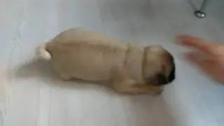 Мопс(2 мес)