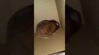 Screamer