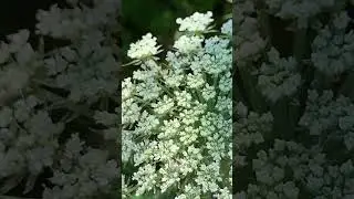 Queen Anne's Lace A lovely pollinator plant