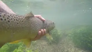 Small river full of brown trout