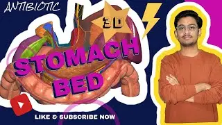 STOMACH BED  DETAILED EXPLANATION WITH 3D !!!!!!!!!