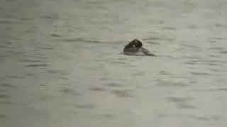 Black-necked Grebe