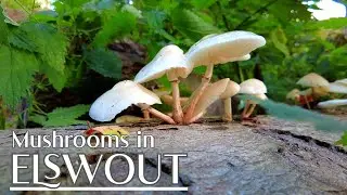 Mushrooms at Elswout Estate - Walking and discovering mushrooms in an autumn forest | 4K