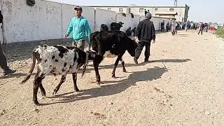 SOTILGAN MOLLAR NARHLARI QIZIRIQ JAXON MOL BOZORI 🐄🐂 