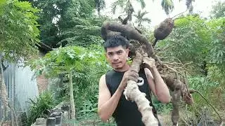 Mau pasang kolam ikan malah nemu harta karun
