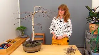 Бонсай из березы (ч.11).