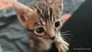Как котята Ксюши. Забрали всех. К сожалению 2 не выжили.