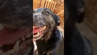 Своя порода собак.#dogs #бездомныеживотные #собака #приютлюбимки