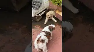 😂😂😂 #playtime #doglover #puppy