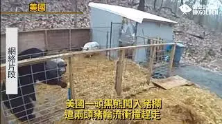 【 美國一頭黑熊闖入豬欄遭兩頭豬輪流衝撞趕走】| 《高登新聞》高登討論區頻道 HKGolden CHANNEL