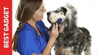 Andis Excel Pro-Animal 5-Speed Review - The Best Dog Clippers in 2022