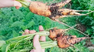 What prevents carrots from growing? WHY it turns CURVE AND WHY CRACKS!