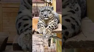 The secret to the old snow leopard’s longevity #animals #love #shorts