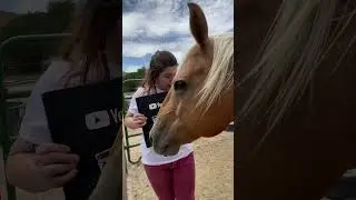 The horses HATE our Creator Award