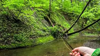 A Blueline Full of Native Brook Trout
