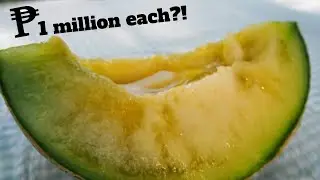Bakit Napakamahal ng Prutas na ito?