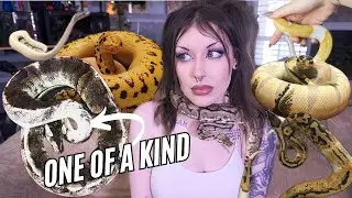 MEET ALL OF MY BALL PYTHONS!